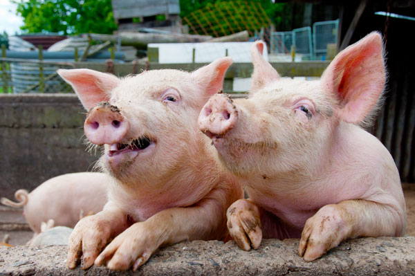 Happy Pigs