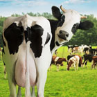 Visit Our Dairy Products Page