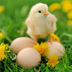 Visit Our Poultry Products Page
