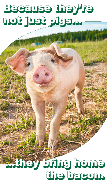 Hartville Feed Swine